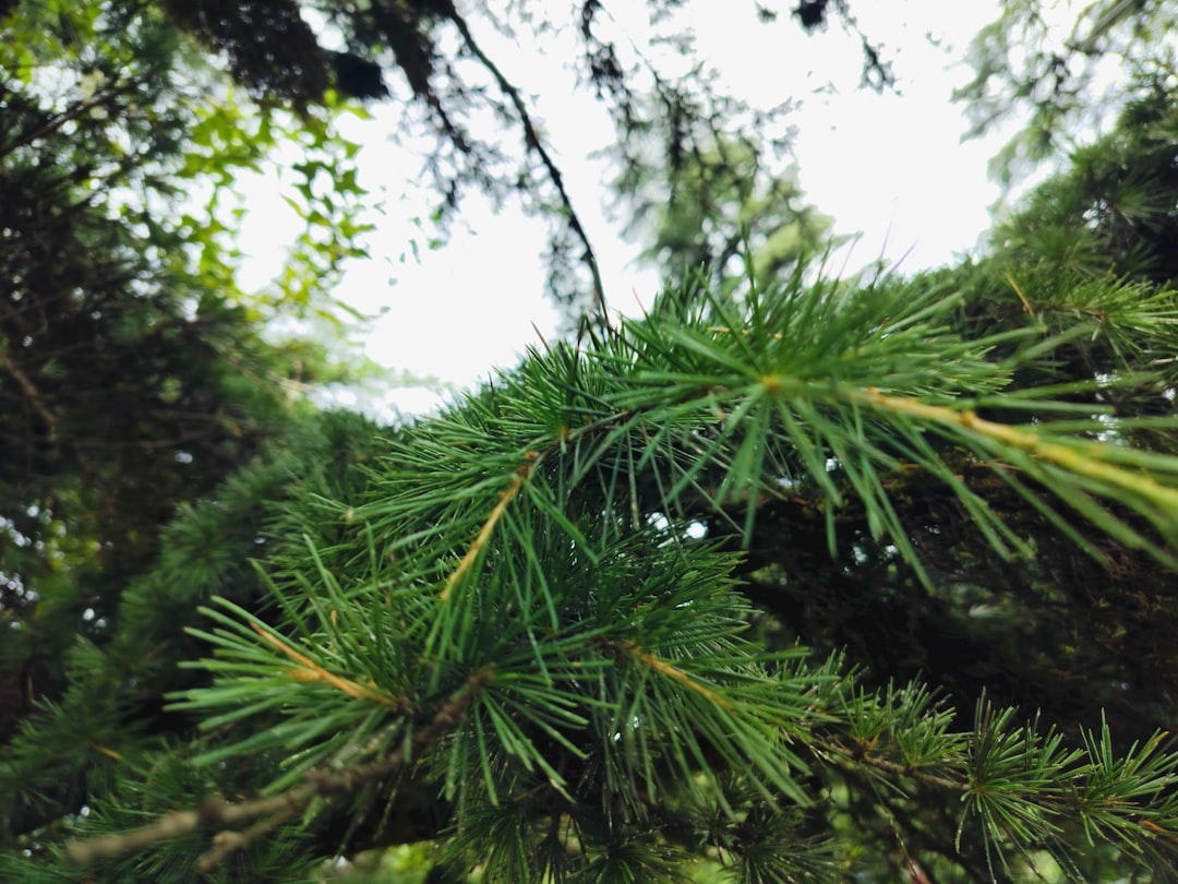 Dehradun to Landour  Taxi